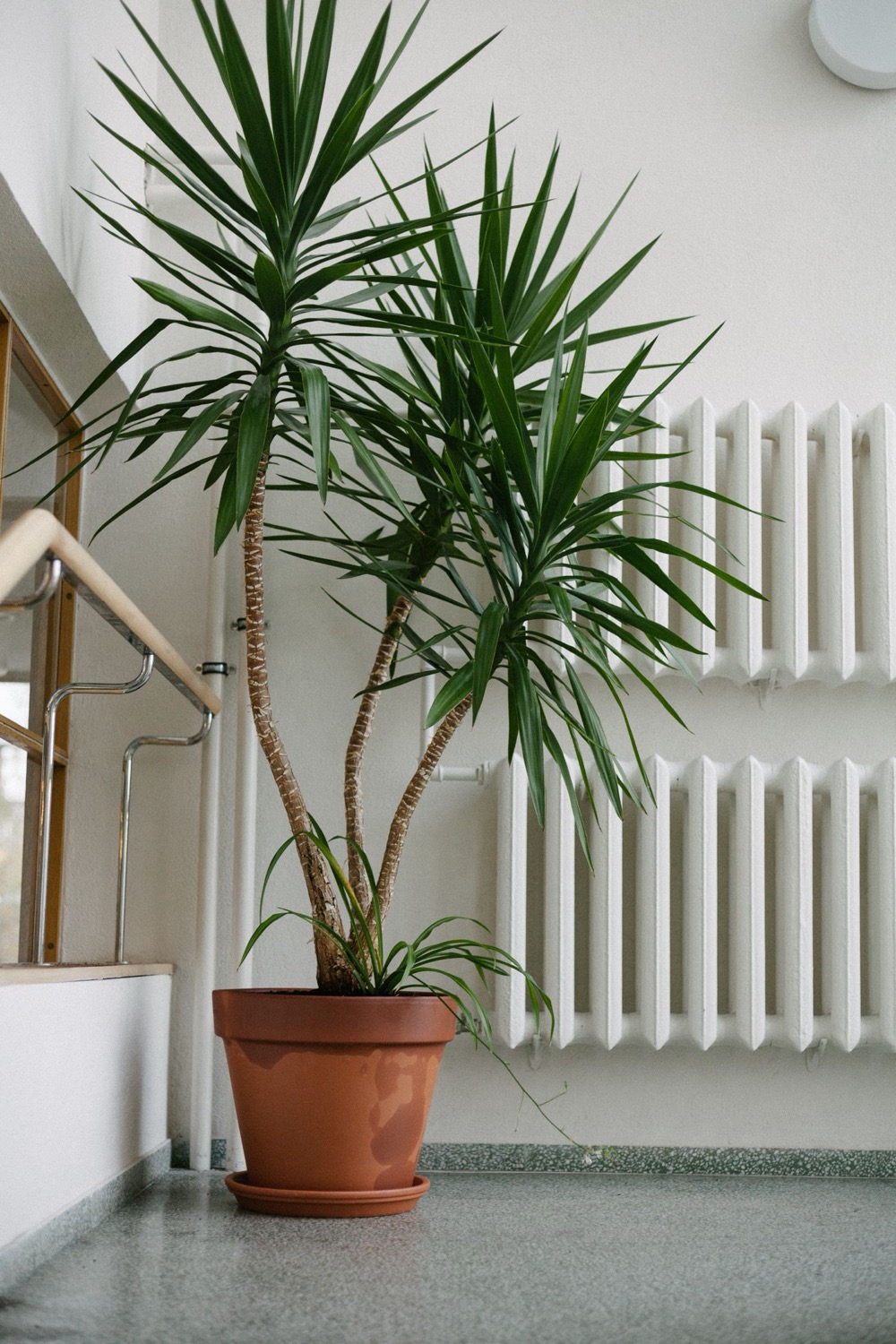 Radiateurs muraux blancs dans une entrée avec plante verte